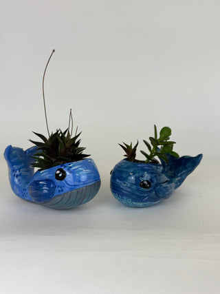 Sculpture- Whale Planter with Succulent