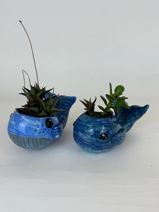 Sculpture- Whale Planter with Succulent
